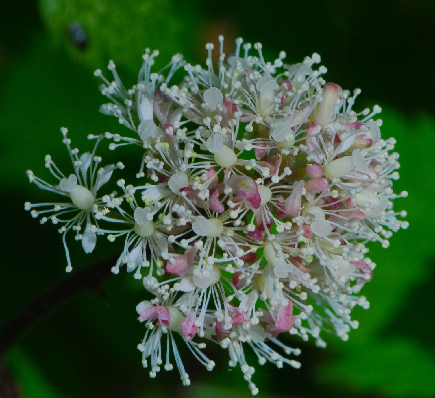 Inland New Jersey Tea (Ceanothus americanus)